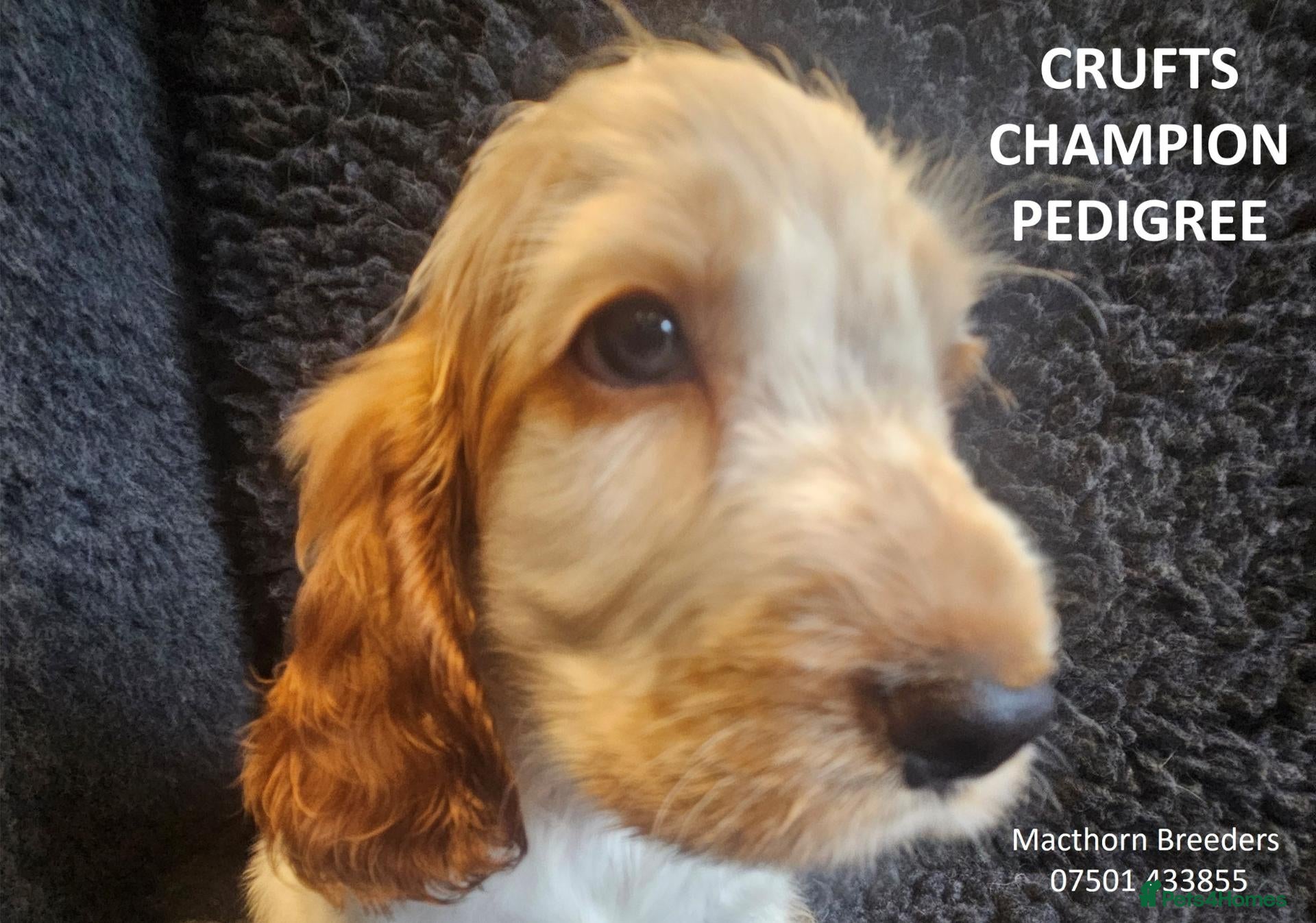 Cocker Spaniel dogs KC Reg, Vet Checked Show Cockers - Advert 7