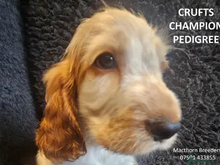 Cocker Spaniel dogs KC Reg, Vet Checked Show Cockers - Advert 7
