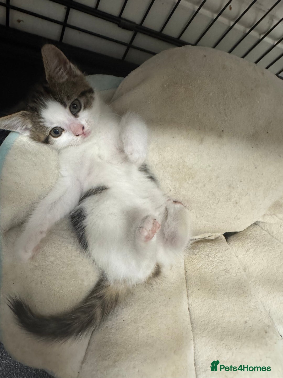 British Shorthair cats for sale: Last kitten  - Advert 3