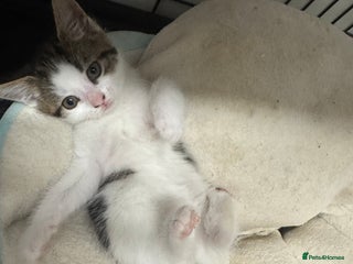 British Shorthair cats Last kitten - Advert 4