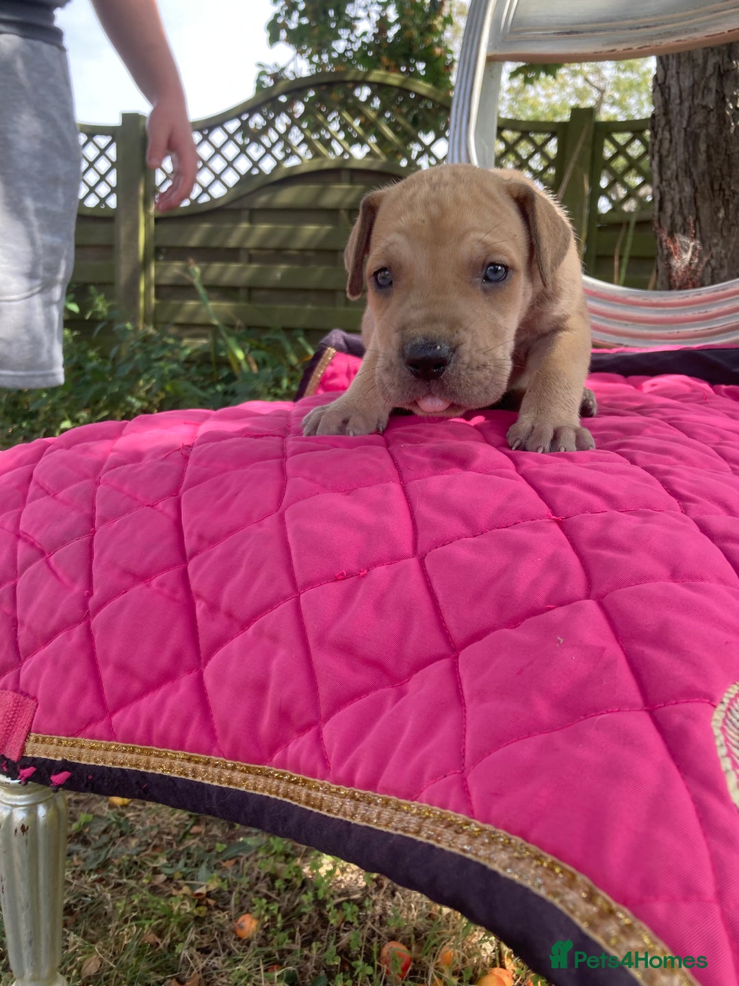 Great Dane dogs for sale: Beautiful Great Dane pups - Image 10