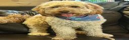 Mixed Breed dogs for stud: Beautiful and healthy Cockapoo for Stud in Leighton Buzzard - Advert 6