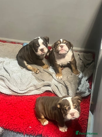 English Bulldog dogs 🐶 KC Registered English Bulldog Puppies 🐶 - Advert 4