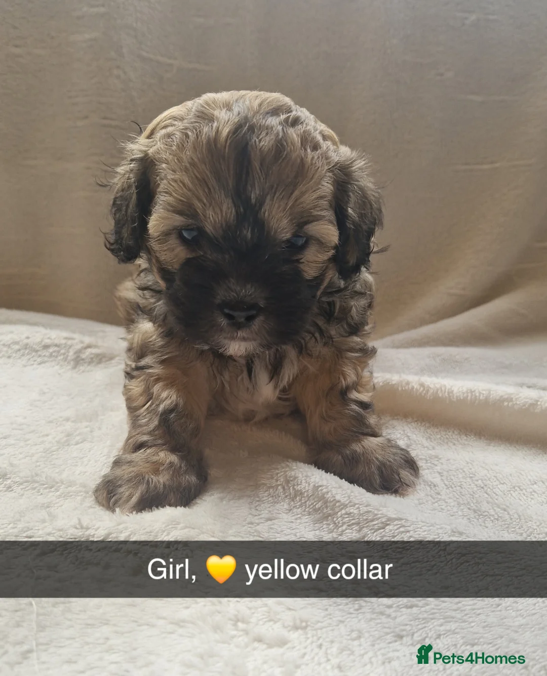 Lhasapoo dogs for sale: Lhasapoo  - Advert 6