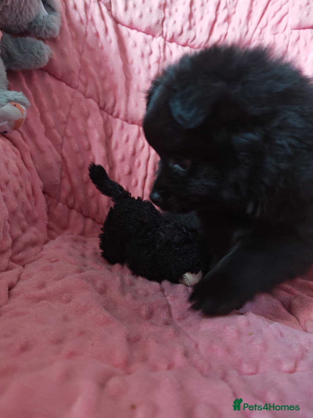 Pomeranian dogs for sale: Pomeranian for sale - Advert 15