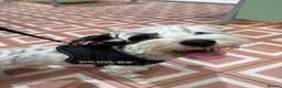 Jackapoo dogs for stud: Stud Male Jackapoo 4y/o  in Durham - Advert 5