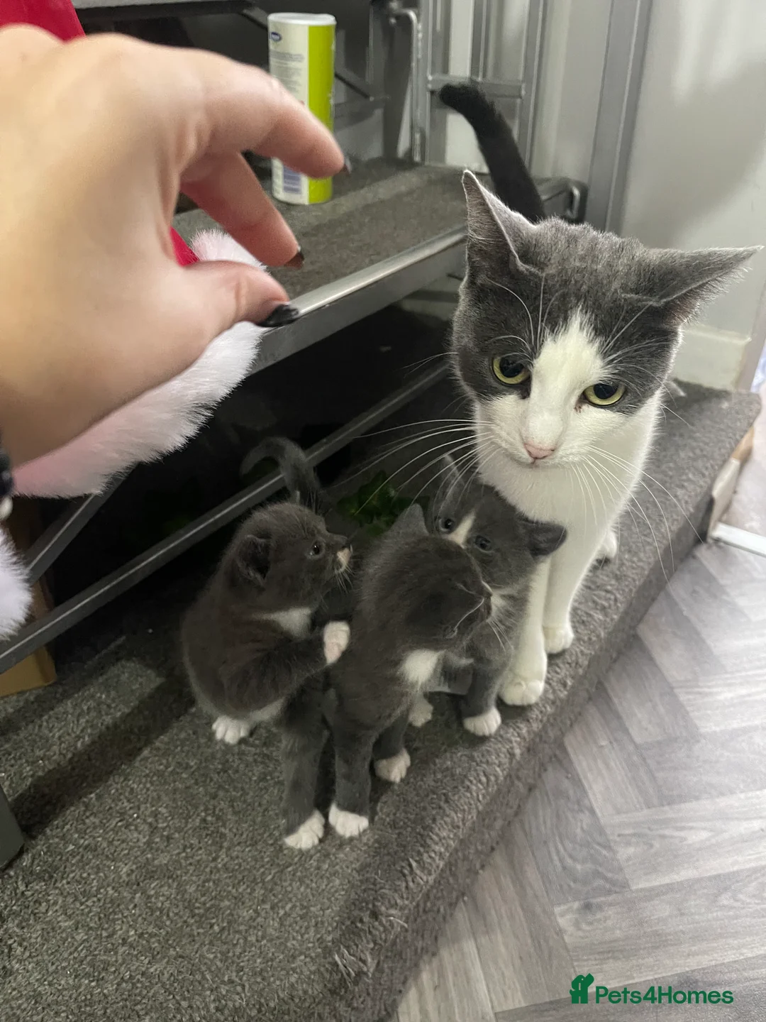 Mixed Breed cats for sale: All reserved  - Advert 18