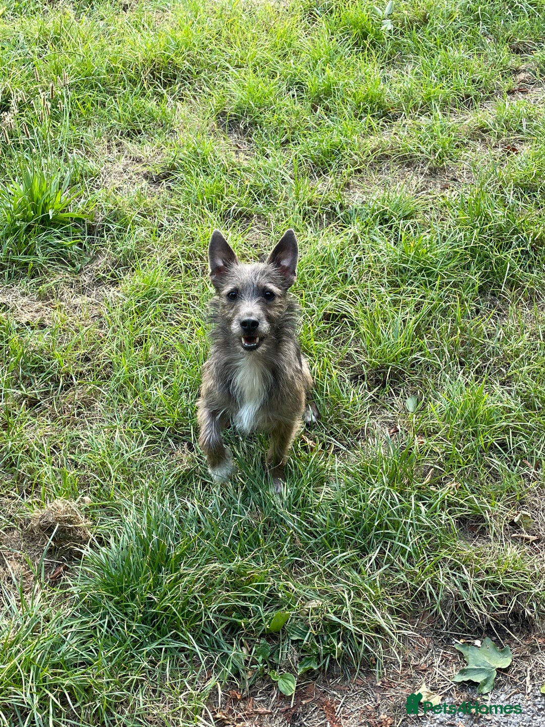 Jack Russell dogs for stud: Remi the Russell  - Image 5