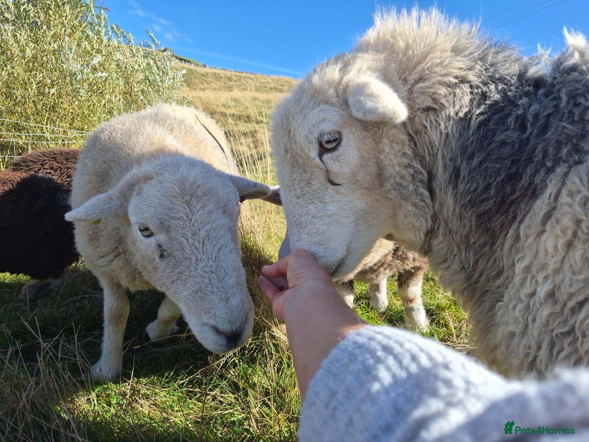 Sheep livestock Herd of Beautiful Herdwick Sheep - Advert 2