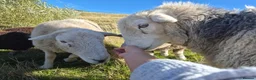 Sheep livestock for sale: Herd of Beautiful Herdwick Sheep - Advert 2