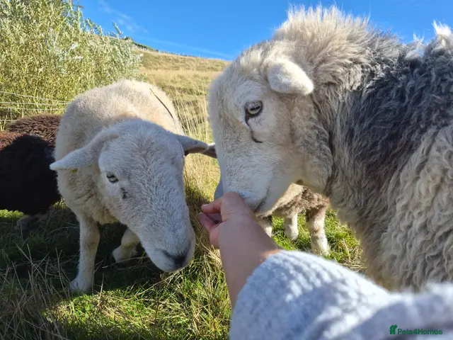 Sheep livestock for sale: Beautiful Herdwick Sheep - Advert 2