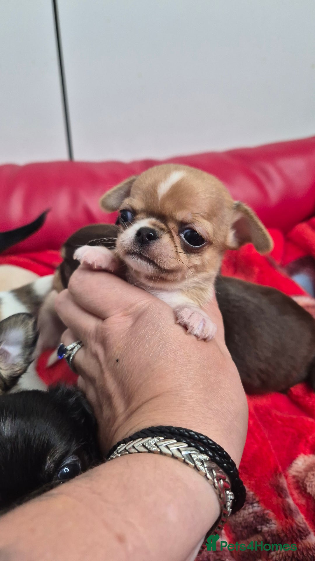 Chihuahua dogs for sale: KC registered Chihuahua puppies  - Advert 28