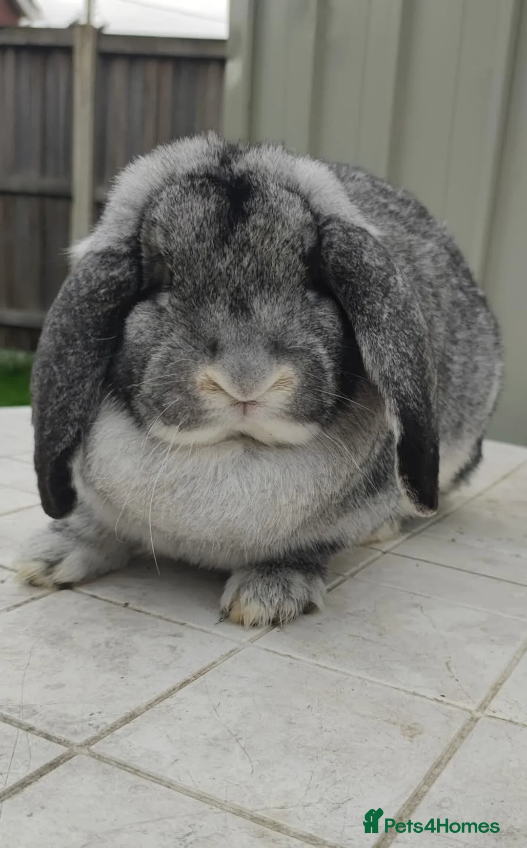 French Lop rabbits for sale: French lops - Advert 1