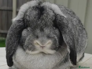 French Lop rabbits French lops - Advert 1