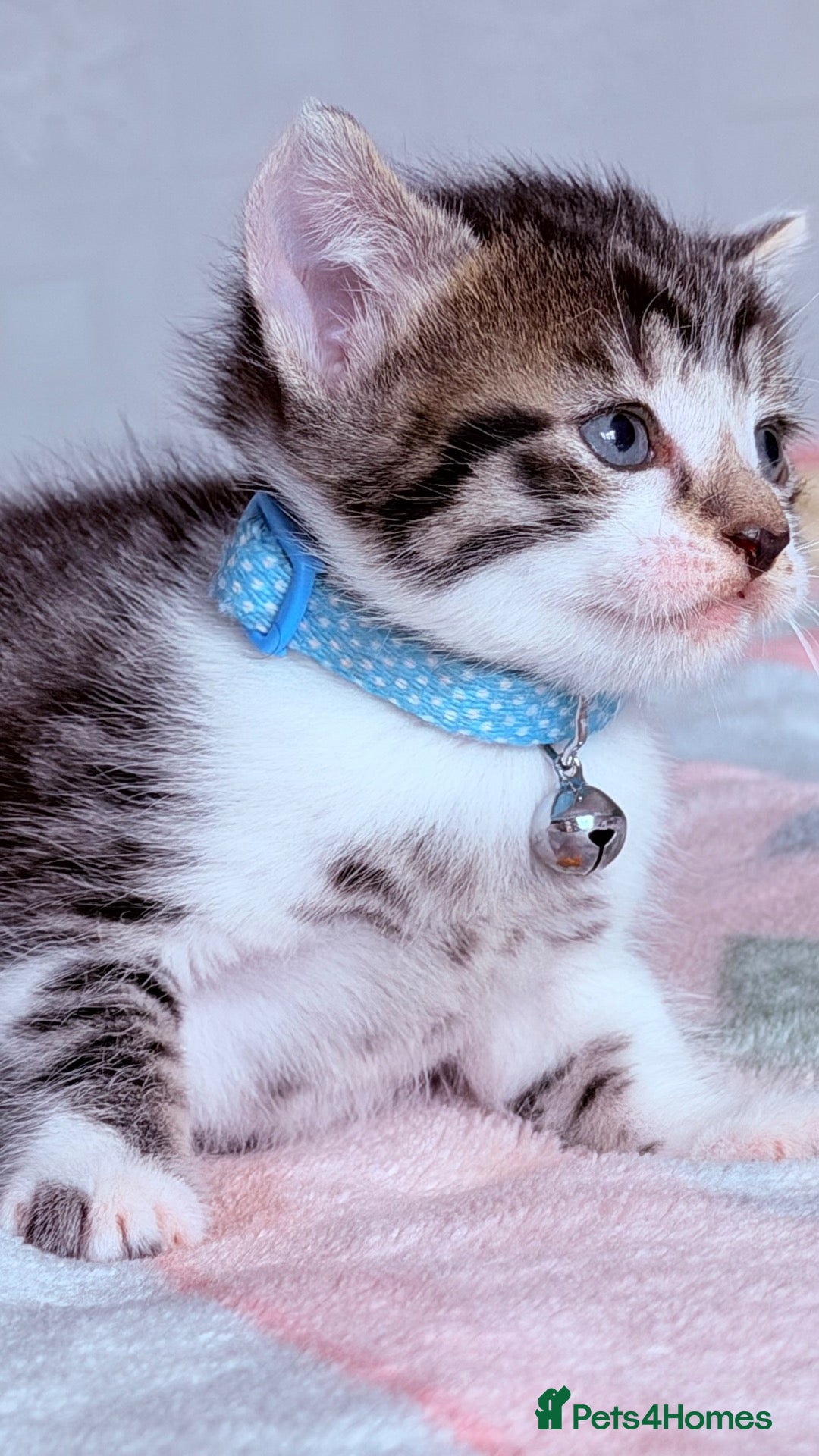 Mixed Breed cats 🩶Ragamuffin crossed Bengal kittens🩶 - Advert 6