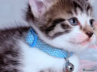 Mixed Breed cats 🩶Ragamuffin crossed Bengal kittens🩶 - Advert 6