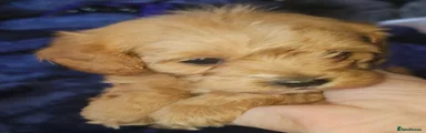 Cavapoo Puppy 2