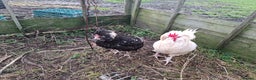 Chickens poultry for sale: 2 pairs of mottel Houdans - Advert 5