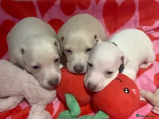 Italian Greyhound dogs Exceptionally Well-Bred Italian Greyhound Puppies - Advert 3