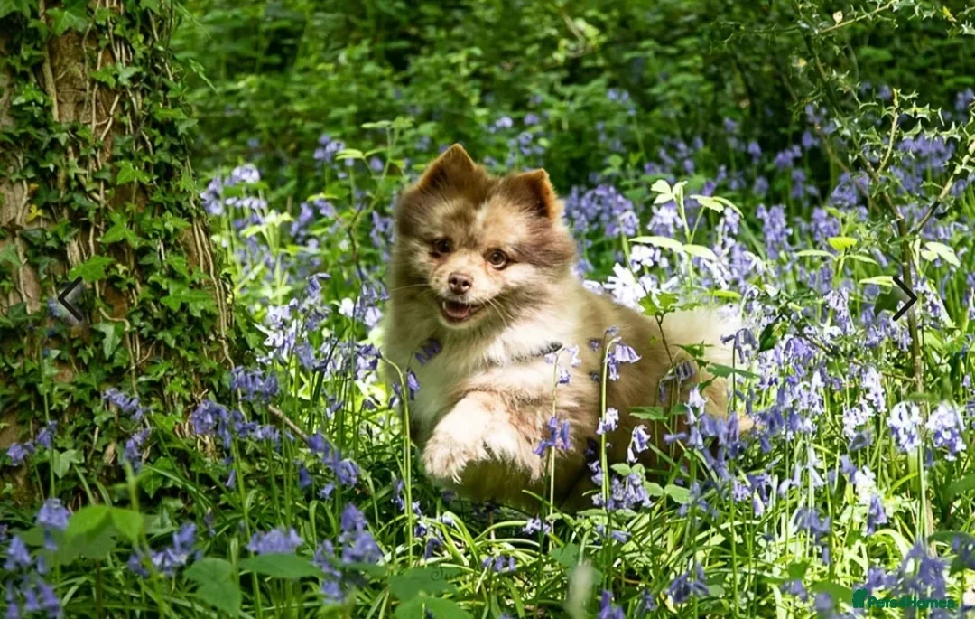 Pomeranian dogs for sale: Stunning chocolate Merle Pomeranian  - Image 2