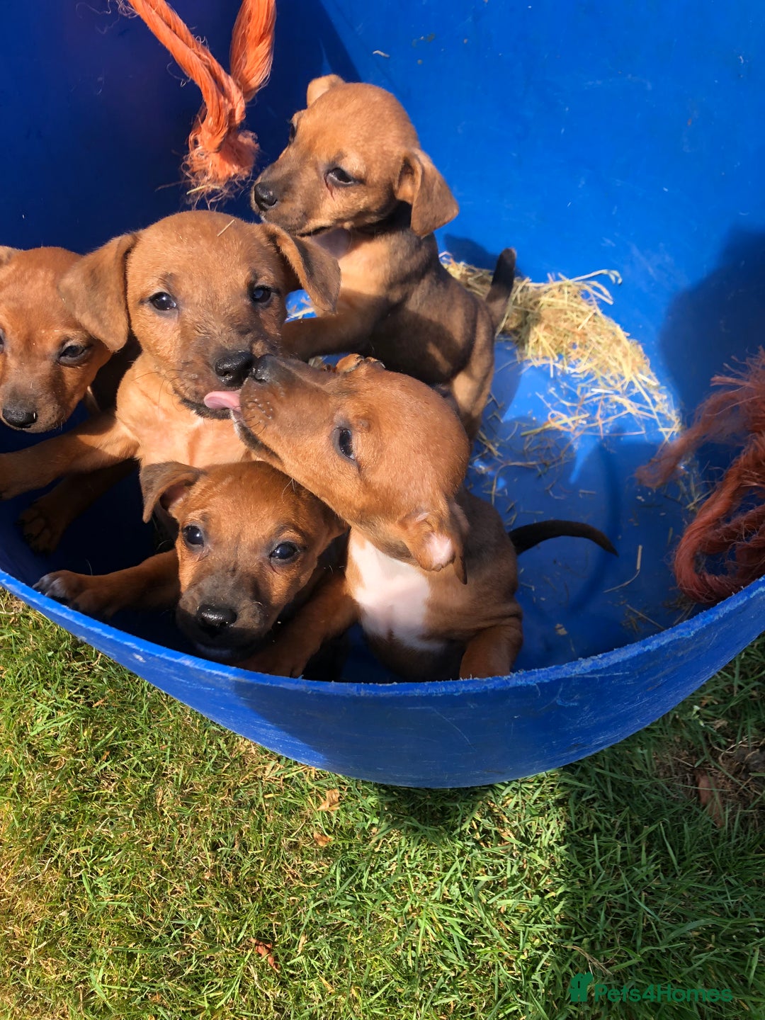 Lakeland Terrier dogs for sale: Lakeland terrier puppies - Image 7