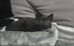 Mixed Breed cats for sale: Mixed breed kittens ready now.  - Image 40