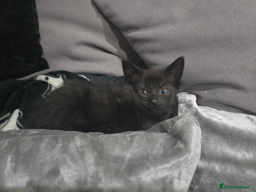 Mixed Breed cats for sale: Mixed breed kittens ready now.  - Image 40