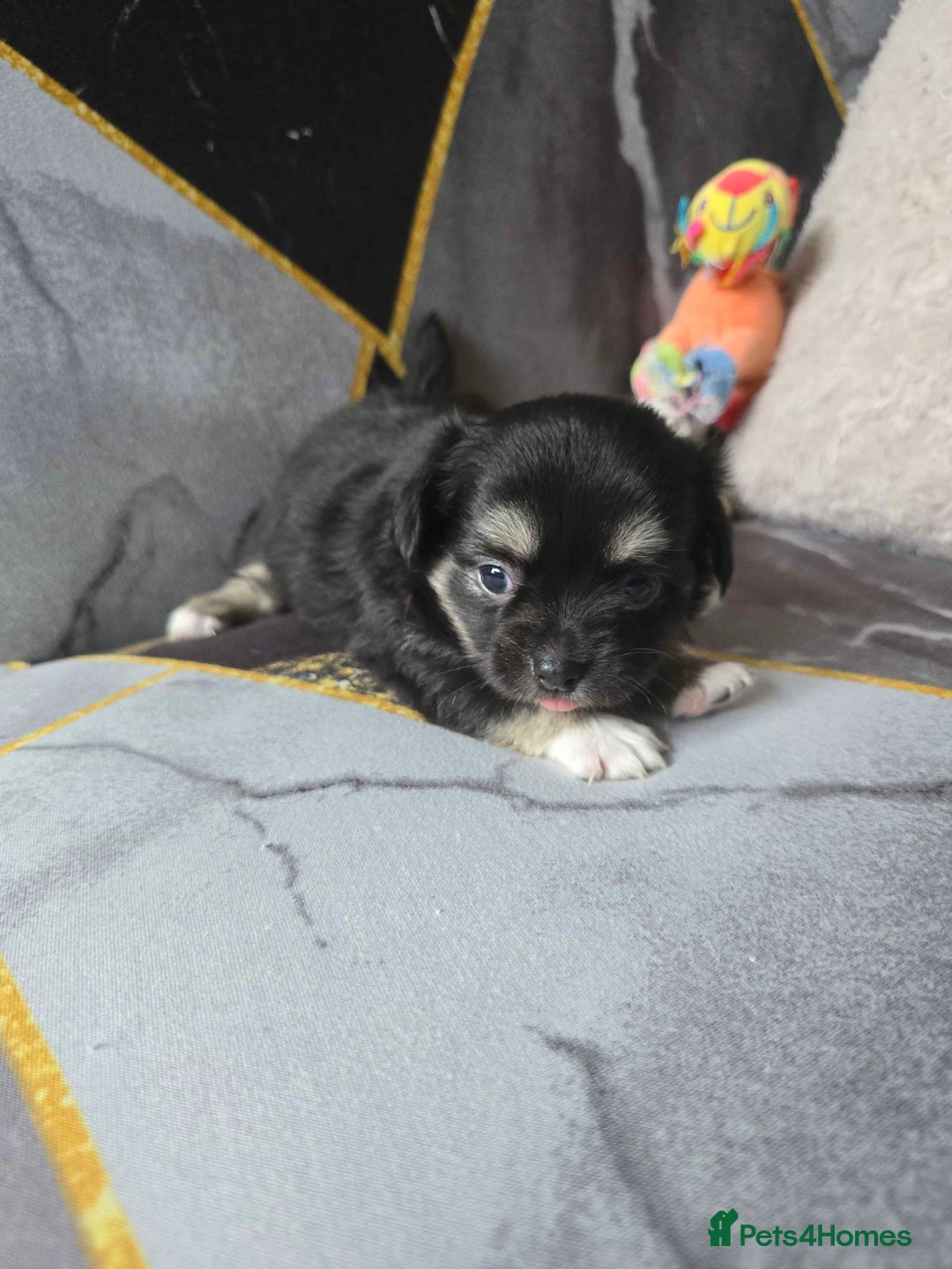 Chihuahua dogs for sale: 3 Adorable little princes chihuahua puppies - Image 31