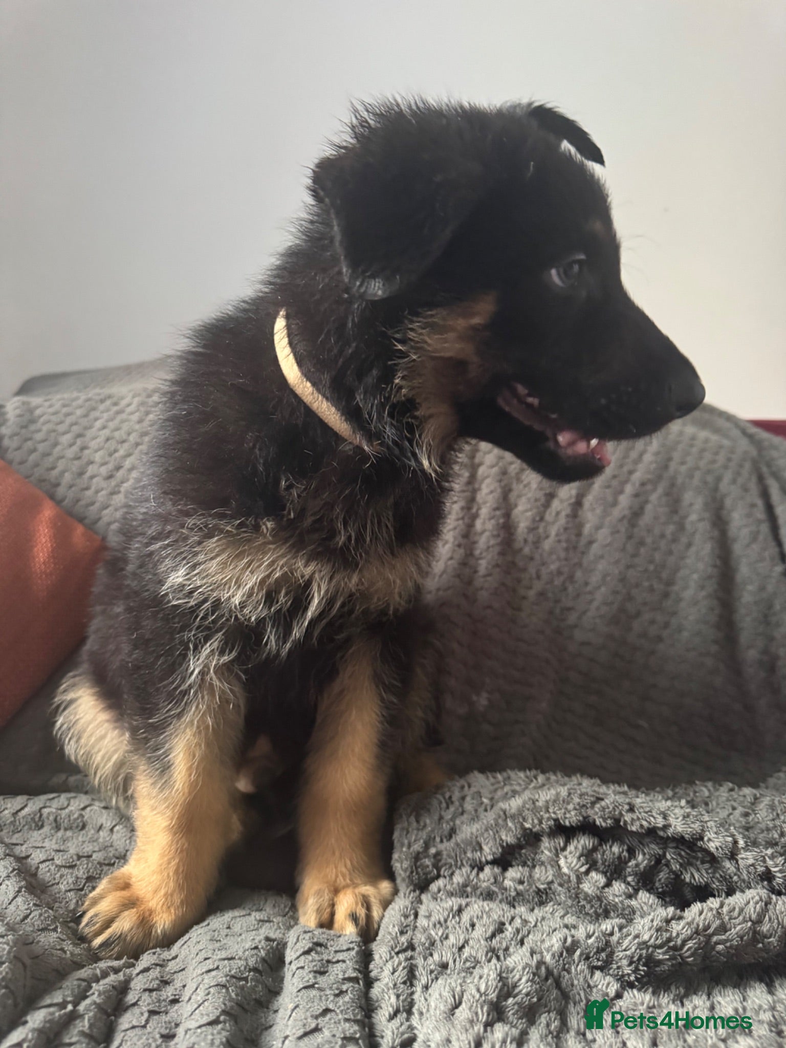 German Shepherd dogs 1 x Boy left, Family German Shepherd Puppies - Advert 14
