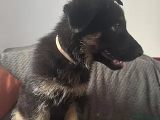 German Shepherd dogs 1 x Boy left, Family German Shepherd Puppies - Advert 14