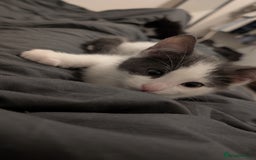 Mixed Breed cats for sale: Duo Kittens - Image 5