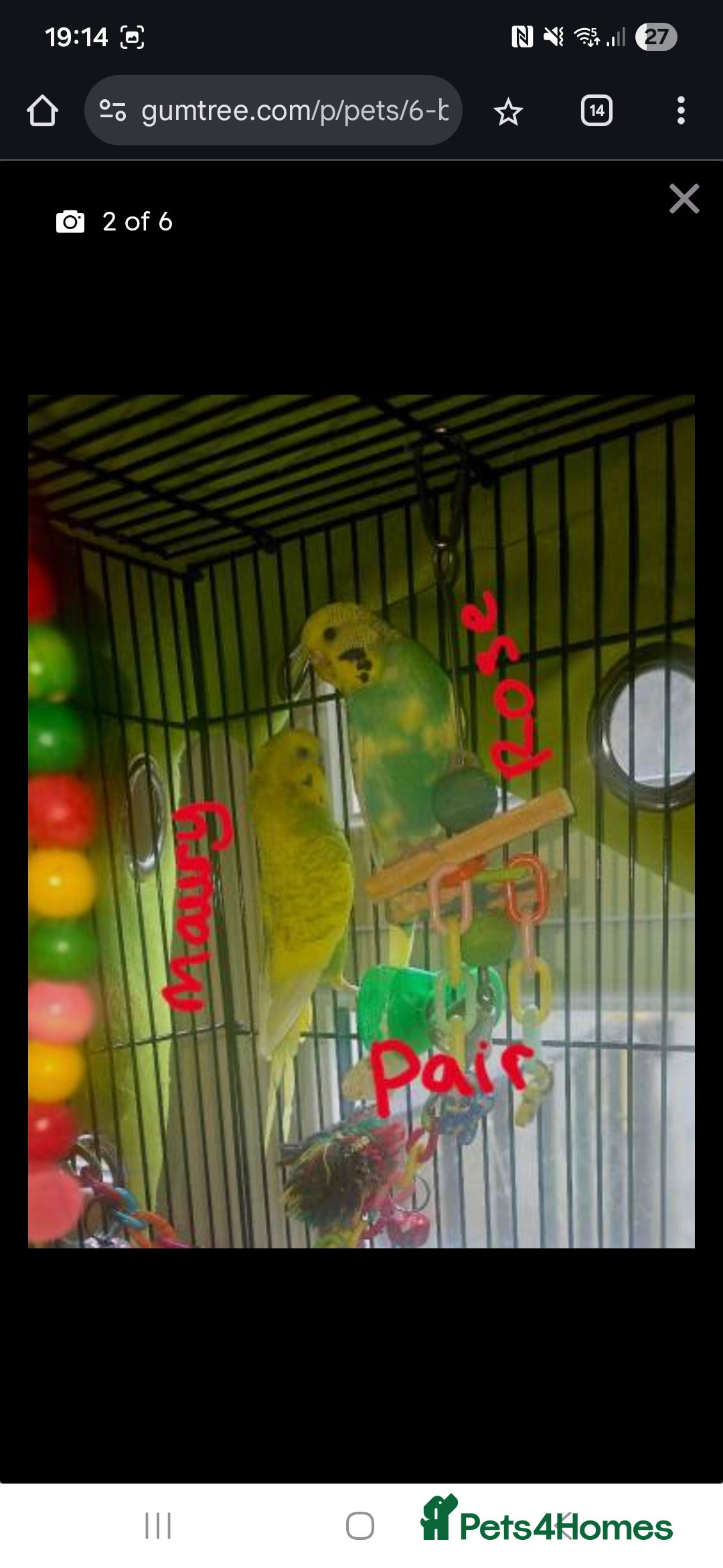 Budgerigars birds for sale: 6x budgies mixed gender looking for new home - Advert 4
