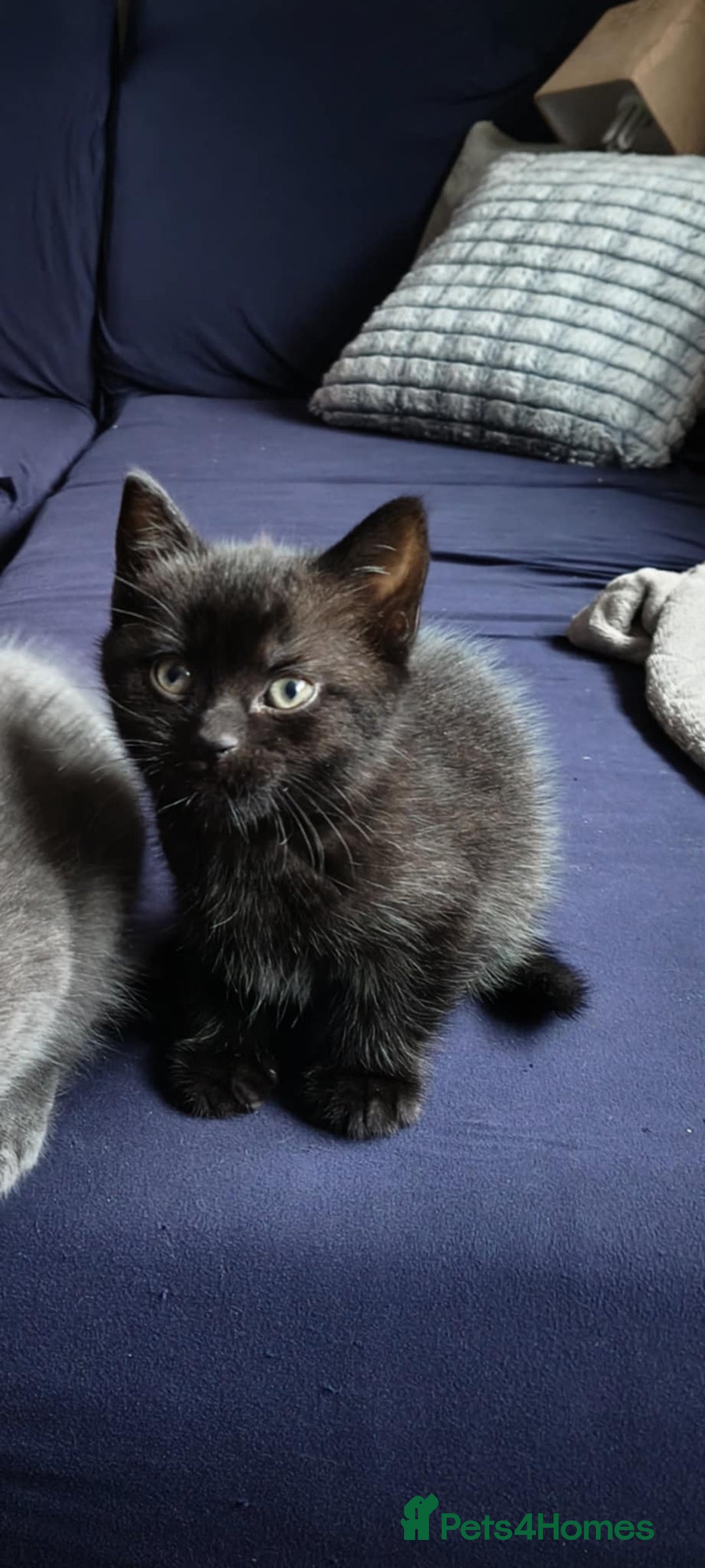 Domestic Shorthair cats for sale: 4 beautiful kittens for sale  - Advert 24