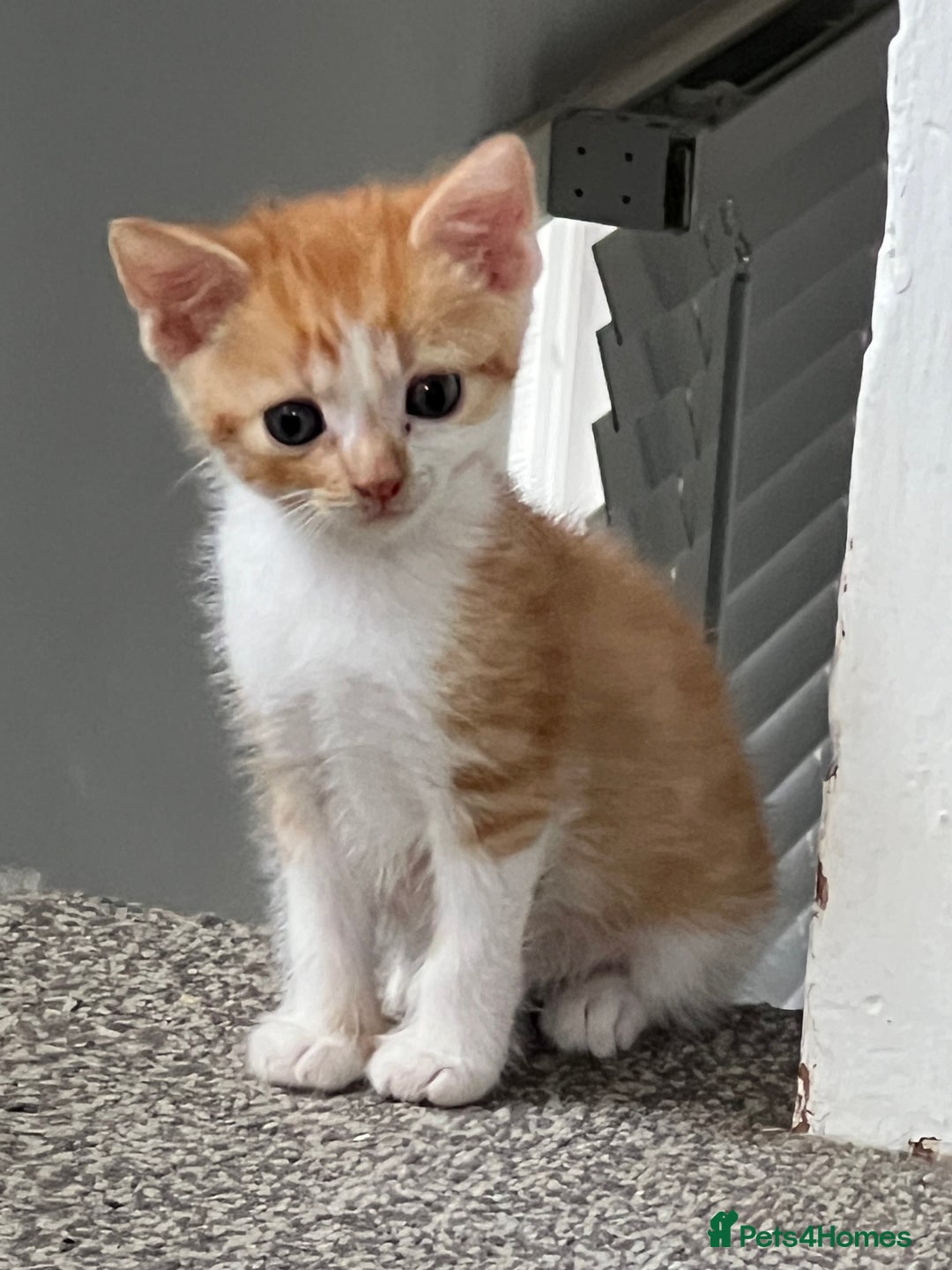 Mixed Breed cats for sale: 2 beautiful ginger male cats - Image 8