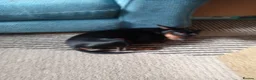 Miniature Pinscher dogs for sale: Male Miniature pinscher for sale - Advert 4