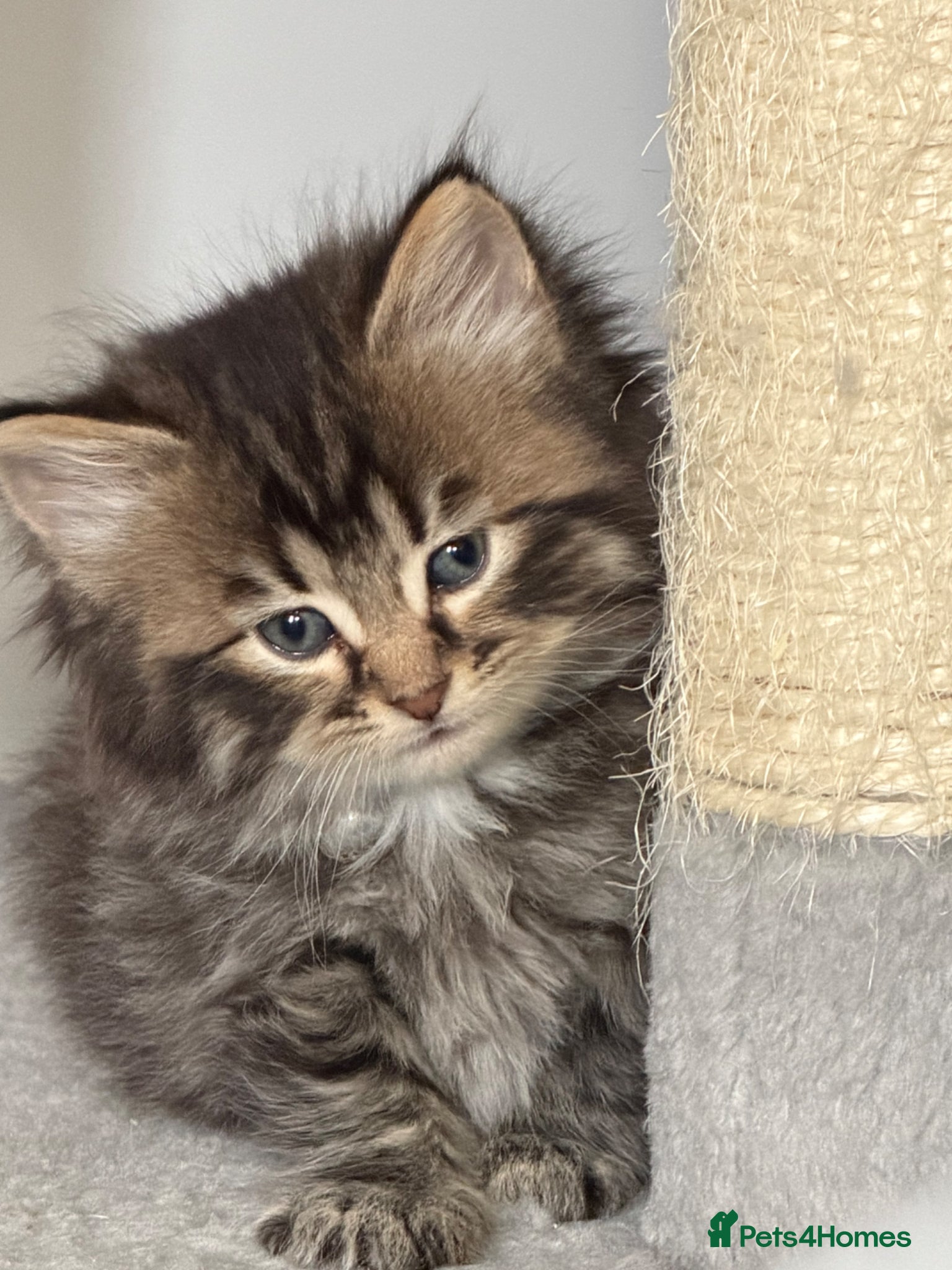 LaPerm cats ❤️Beautiful LaPerms Ready to Reserve❤️ - Advert 1