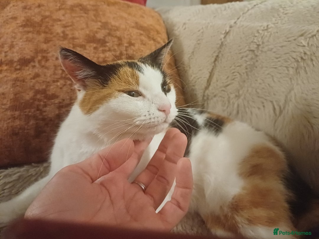 Mixed Breed cats for sale: Lovely and friendly sister cats - Advert 10