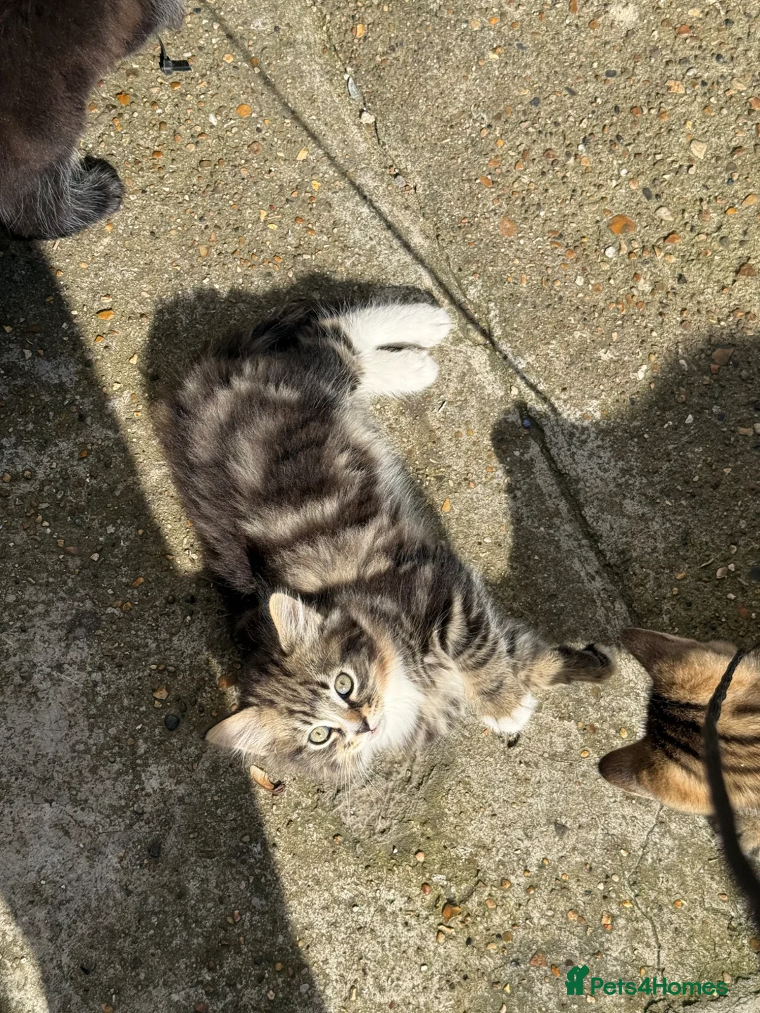 Mixed Breed cats for sale: cute mixed kittens  - Advert 2