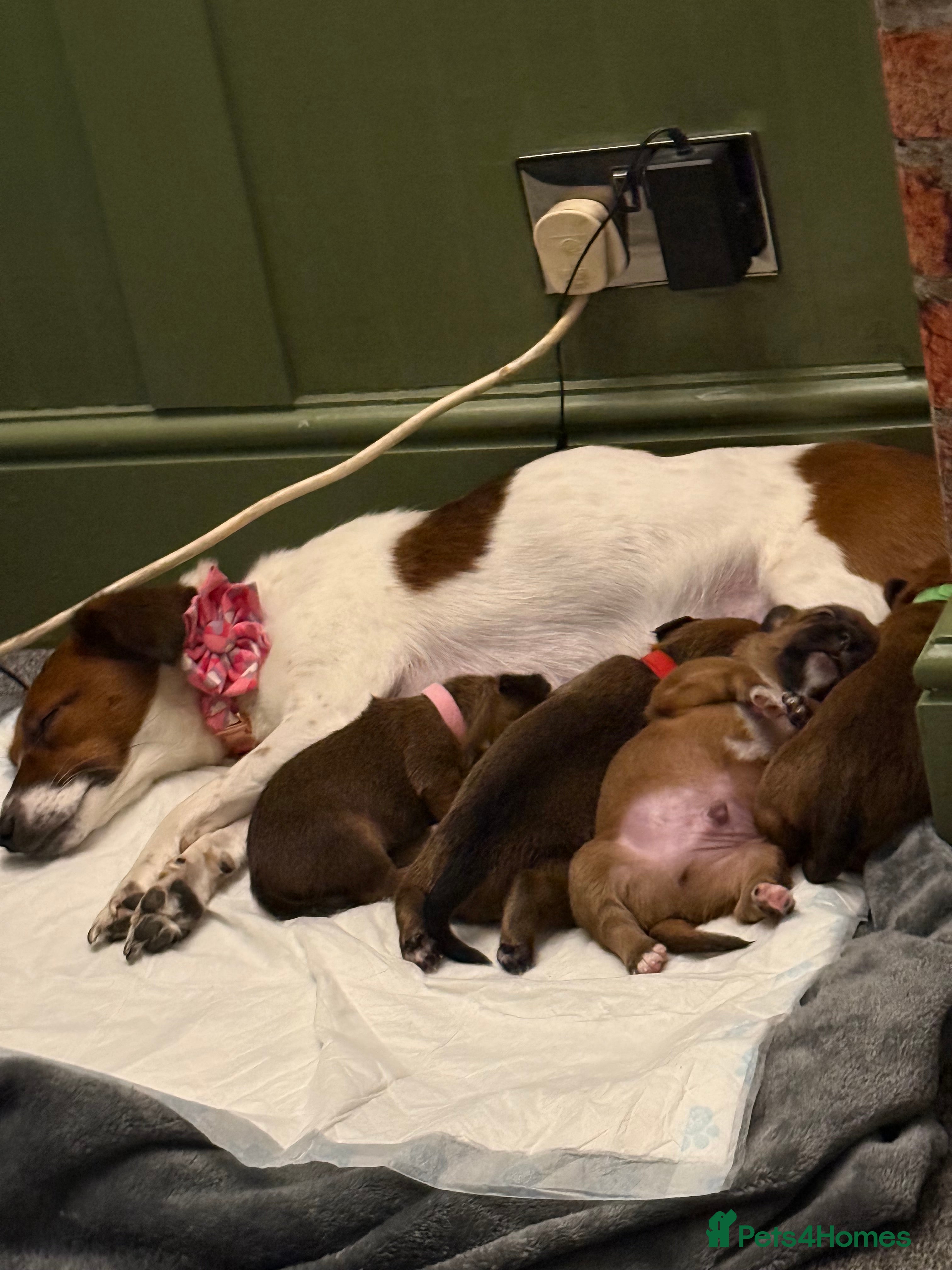 Mixed Breed dogs Jack Russel x border terrier  - Advert 2