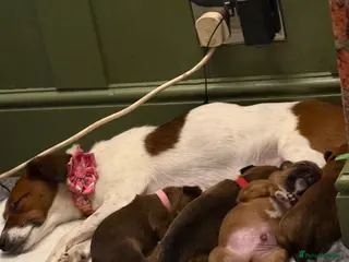 Mixed Breed dogs Jack Russel x border terrier - Advert 10