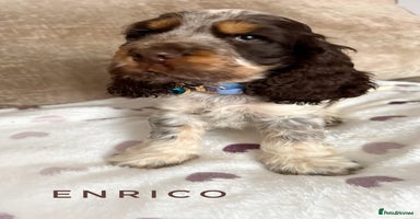 Cocker Spaniel dogs - Advert 8