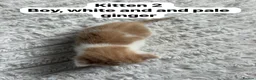 Mixed Breed cats for sale:  9 gorgeous kittens.  - Advert 6