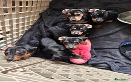 Jack Russell dogs for sale: Miniature Jack Russell pup - Image 15