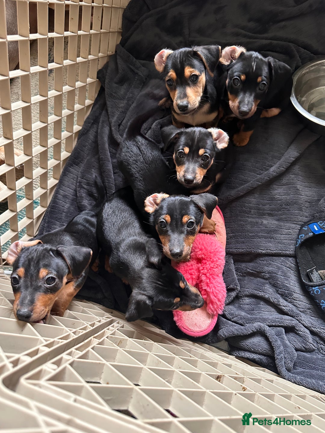 Jack Russell dogs for sale: Miniature Jack Russell pup - Image 15