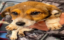 Jack Russell dogs for sale: Kennel Club Registered Jack Russell Terrier Pups - Image 26