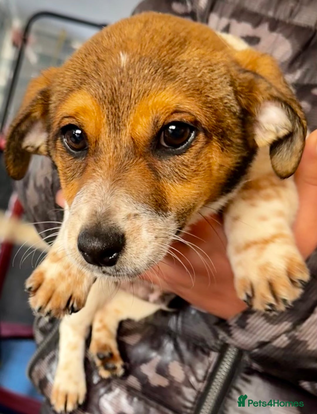 Jack Russell dogs for sale: Kennel Club Registered Jack Russell Terrier Pups - Image 26