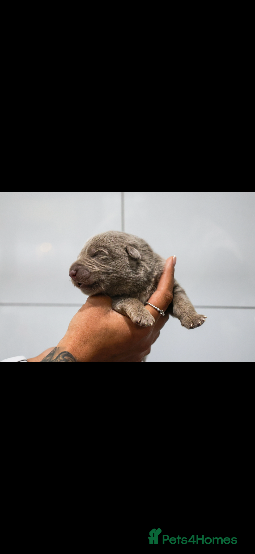 German Shepherd dogs for sale: ❤️KC pups ✨ health tested parents  - Advert 10