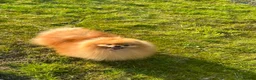 Pomeranian dogs for stud: Absolutely stunning tiny orange sable stud boy in Lanark - Advert 11