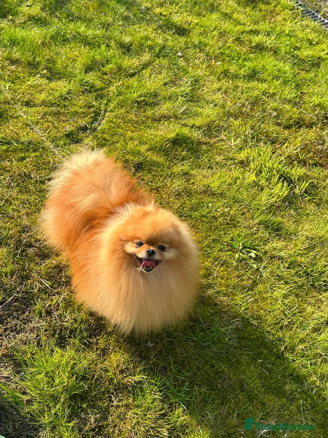 Pomeranian dogs for stud: Absolutely stunning tiny orange sable stud boy in Lanark - Advert 11