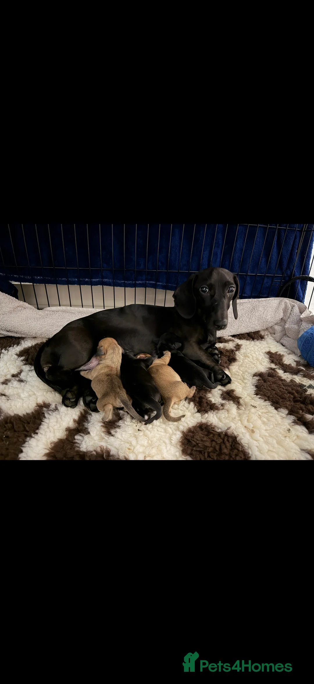 Miniature Dachshund dogs for sale: Jet black long haired miniature dachshund - Advert 7